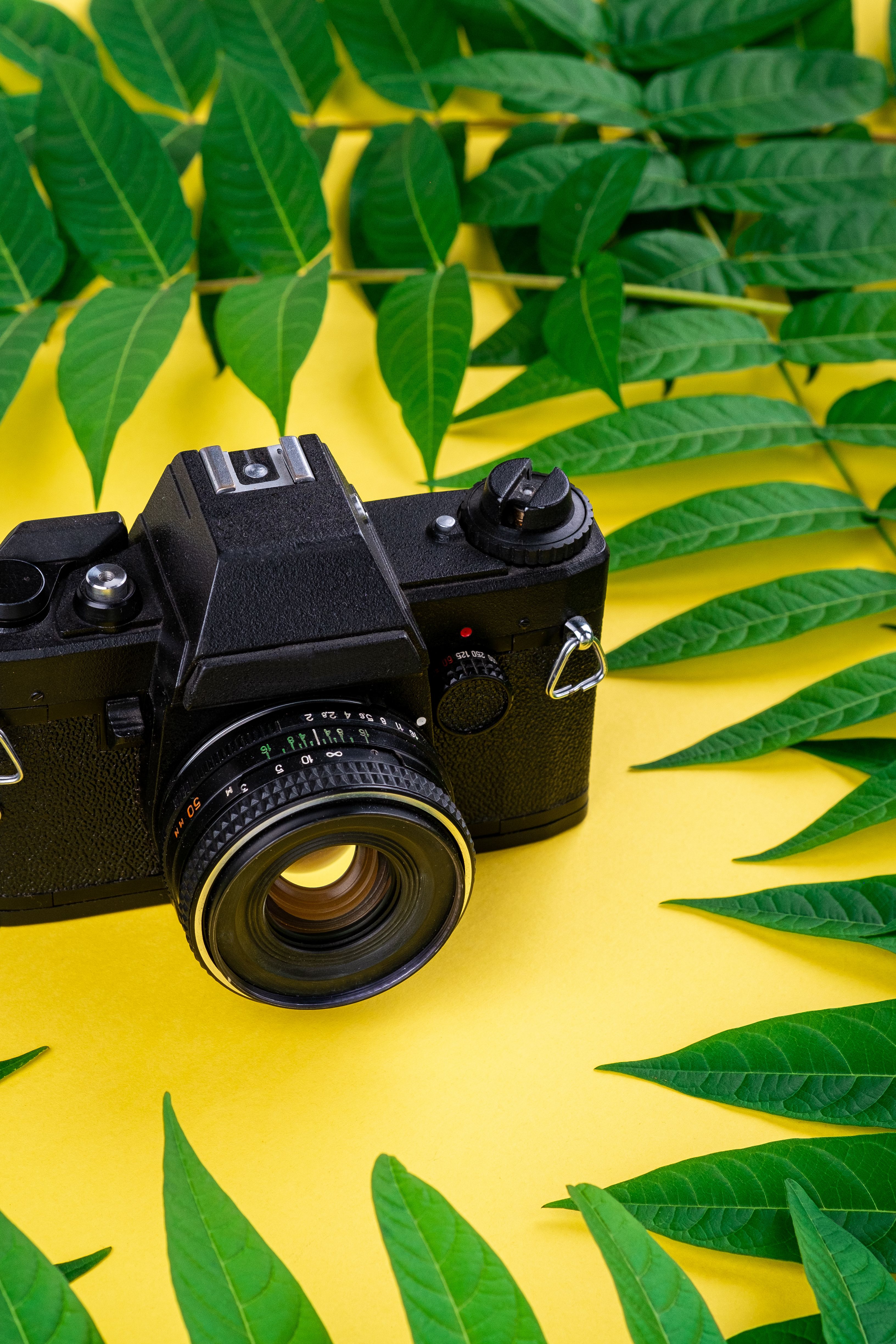 Close-up of a Film Camera Standing on Yellow Background with Green ...