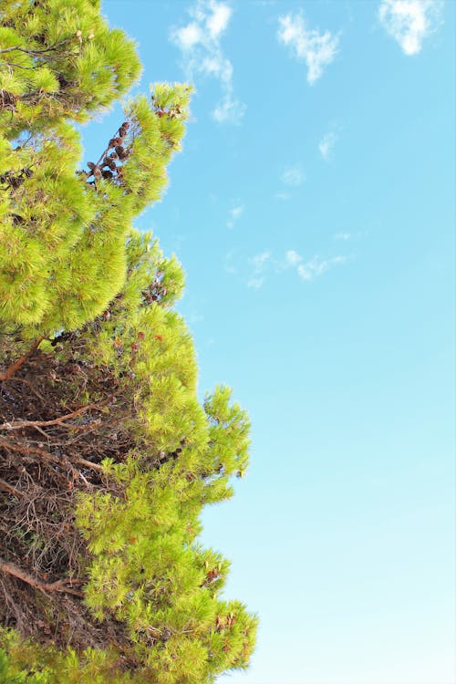 Gratis lagerfoto af højtid, Kroatien, sommer