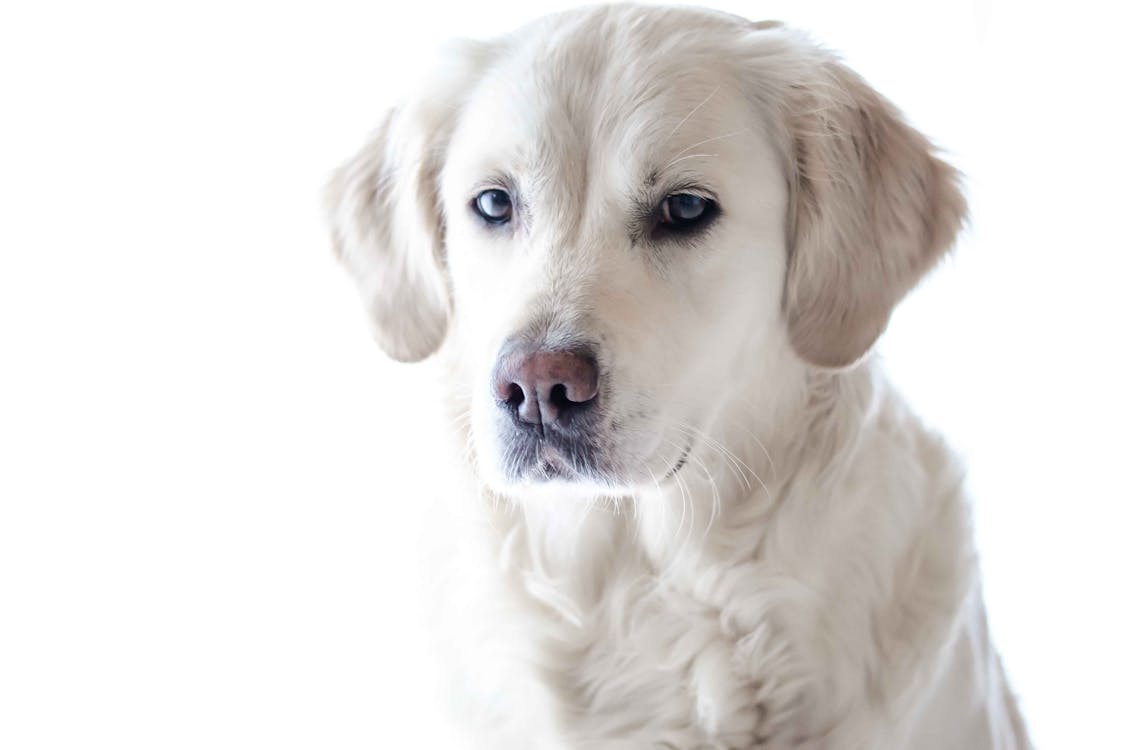 most popular dog breeds
