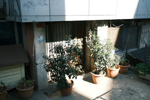 Sunlight Illuminating Potted Plants Standing Outdoors