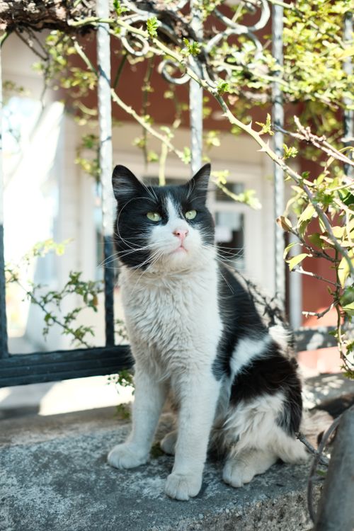 Free Black and white cat sitting elegantly by an iron fence, in a serene outdoor setting. Stock Photo