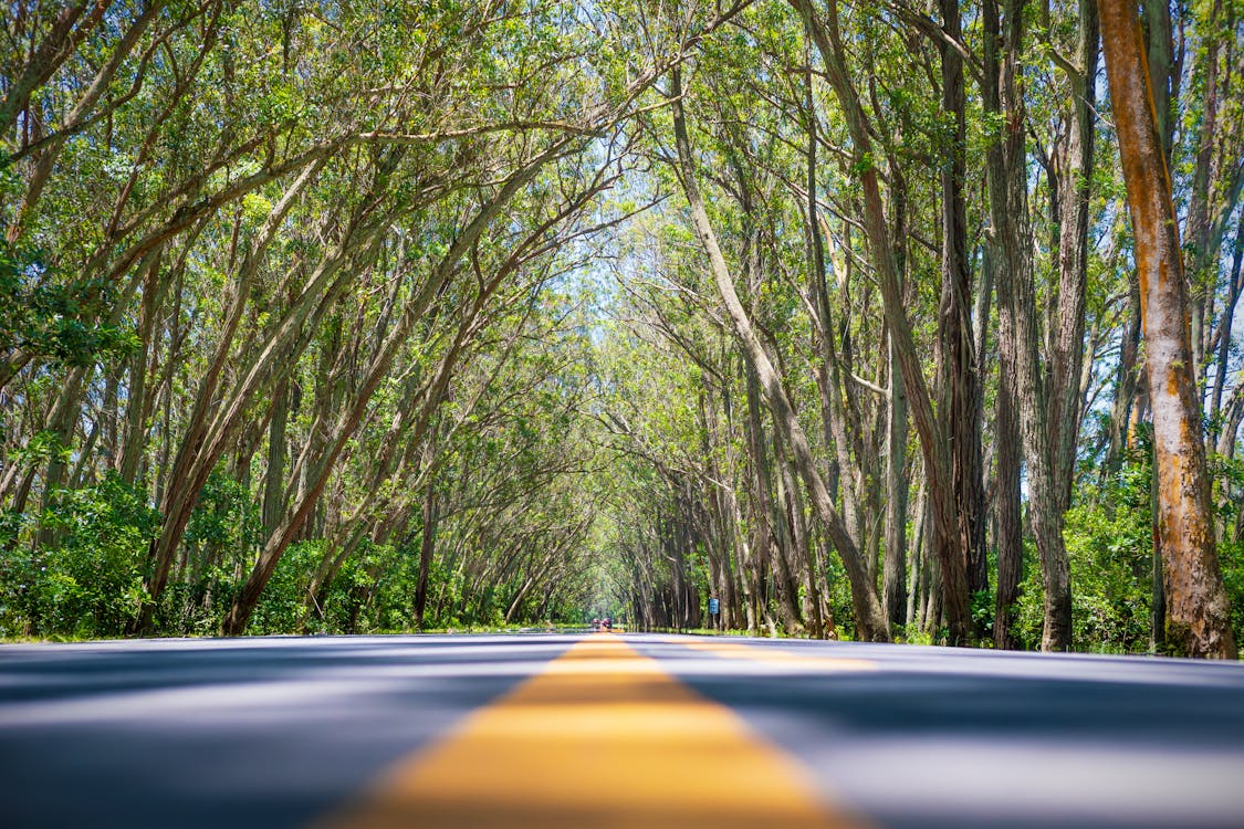 Foto d'estoc gratuïta de a l'aire lliure, arbres, autopista