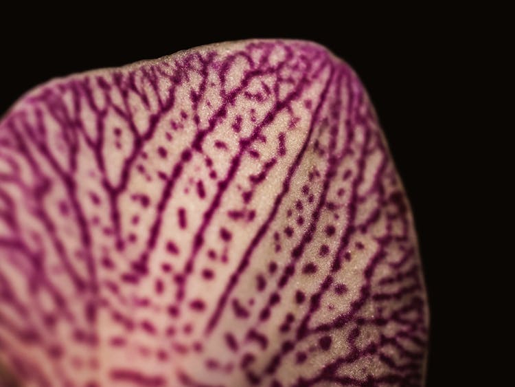 Close Up Of Leaf