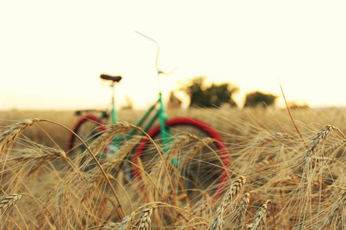 Foto d'estoc gratuïta de agricultura, bici, blat