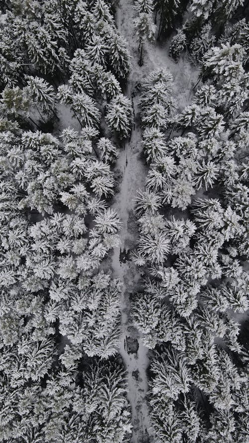 Kostenloses Stock Foto zu landschaft, luftaufnahmen, nadelbäume