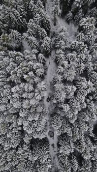 Captivating aerial shot of a snow-covered coniferous forest during winter in Belarus.