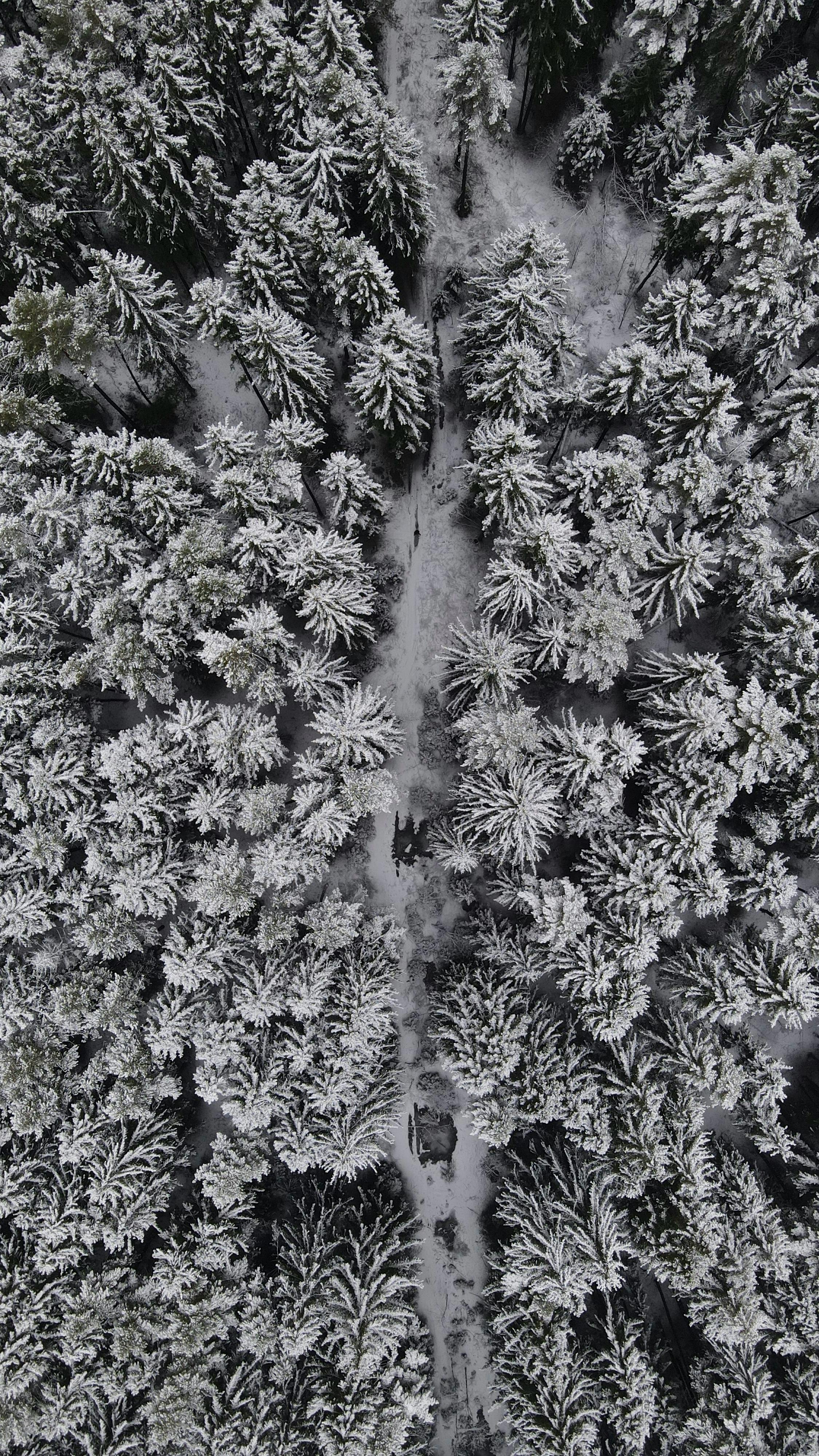 Aerial View Of A Snow-Covered Forest · Free Stock Photo