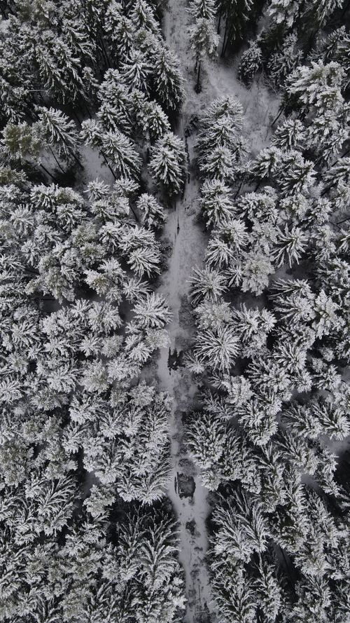 Free Captivating aerial shot of a snow-covered coniferous forest during winter in Belarus. Stock Photo