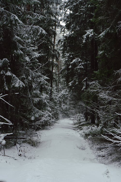 Footpath in Forest in Snow