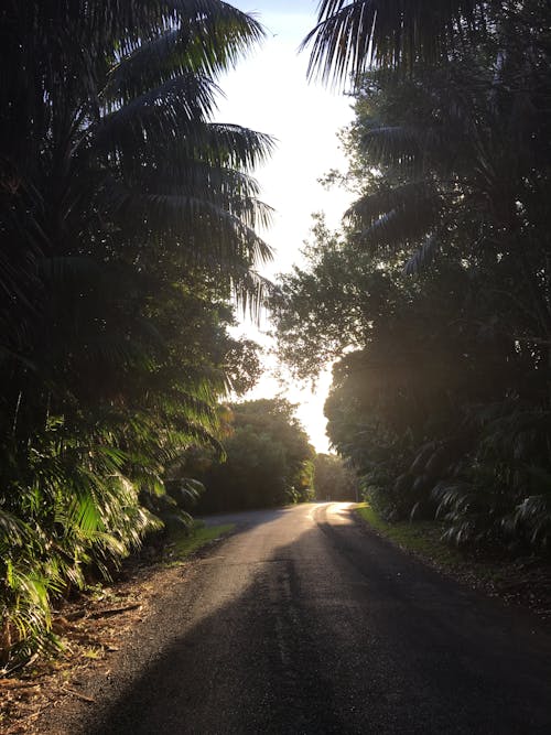 A Road between Palm Trees 