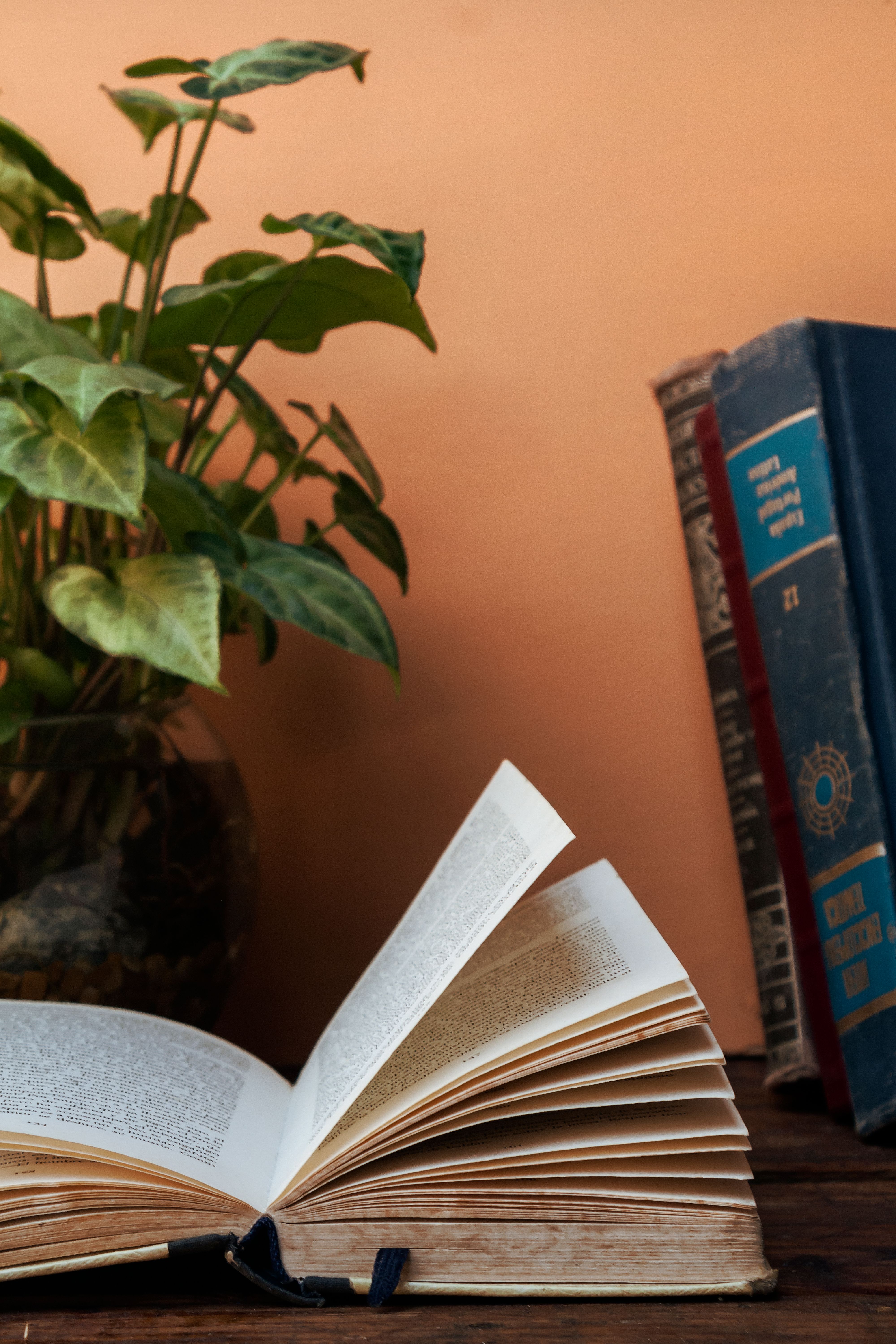 Old Hardcover Books by Potted Plant  Free Stock Photo