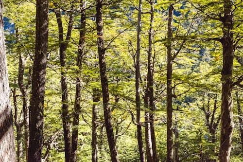 View of Trees with Green Leaves in a Forest