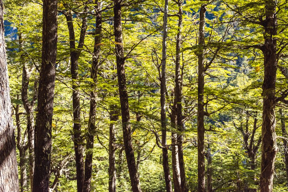Fotomural La luz del sol filtrándose a través de un denso dosel en un bosque vibrante y verde, mostrando la belleza de la naturaleza.