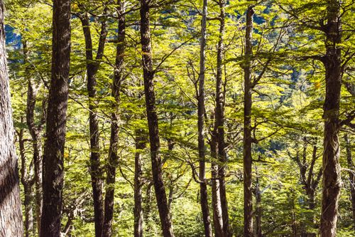Free Sunlight filtering through a dense canopy in a vibrant green forest, showcasing nature's beauty. Stock Photo