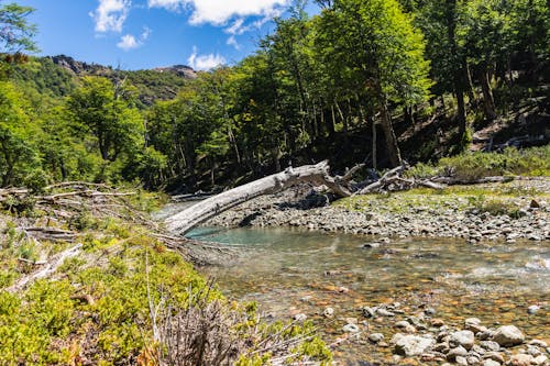 Imagine de stoc gratuită din arbori, călătorie, codru