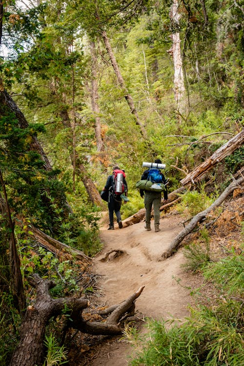 Back View of People Hiking in Forest