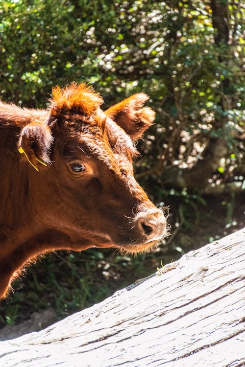 Gratis stockfoto met dierenfotografie, hoofd, koe