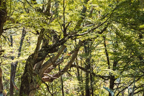 Бесплатное стоковое фото с ветви, деревья, зеленые листья