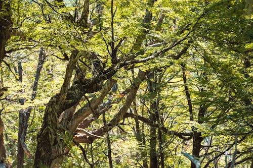 View of Trees with Green Leaves in a Forest in Summer 