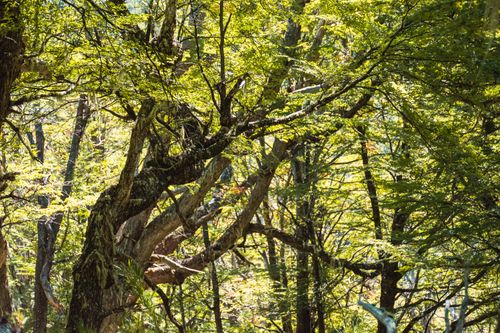 Free A vibrant, sunlit forest scene showcasing lush green trees and branches in summertime. Stock Photo