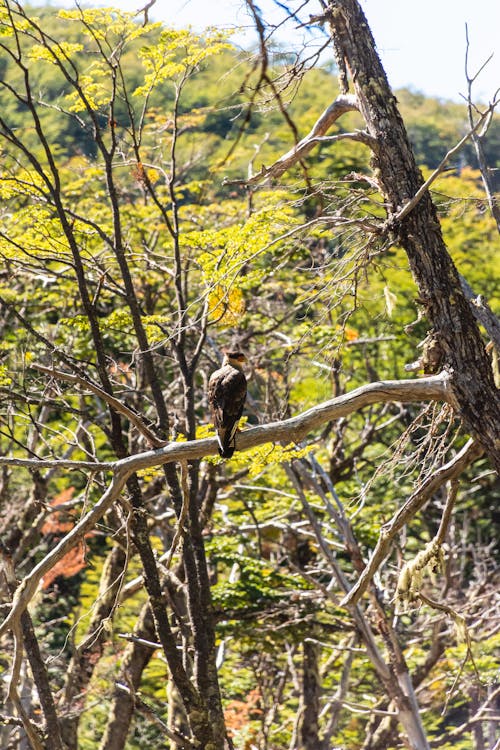 Foto stok gratis adnveture di hutan, barbar, binatang