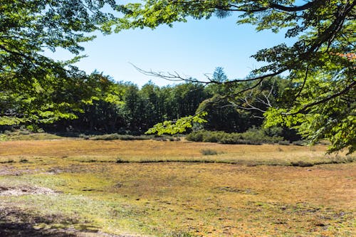 Gratis stockfoto met bomen, Bos, decor