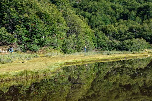 Gratis stockfoto met bomen, Bos, decor