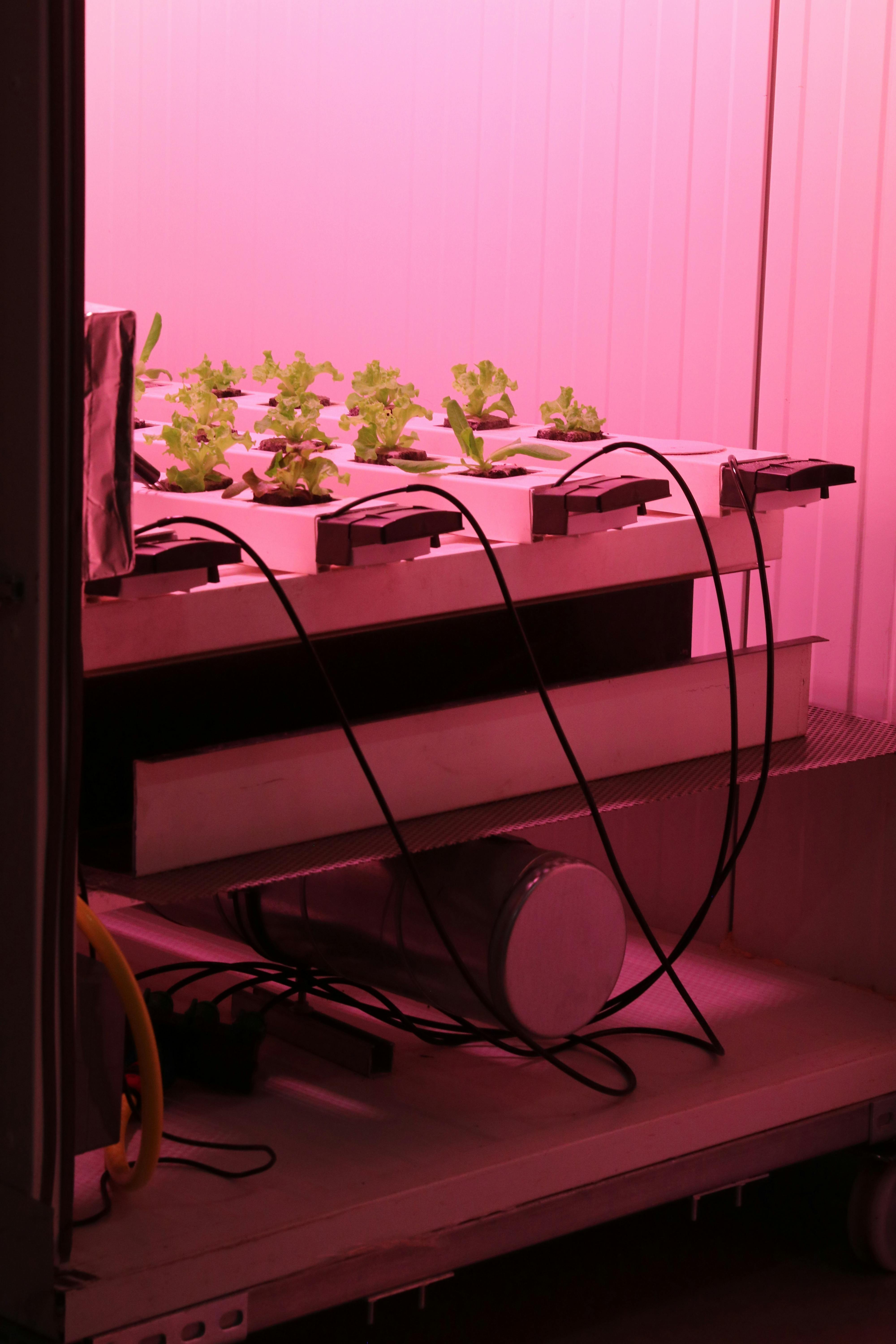 Maximizing Yield with Hydroponic Systems