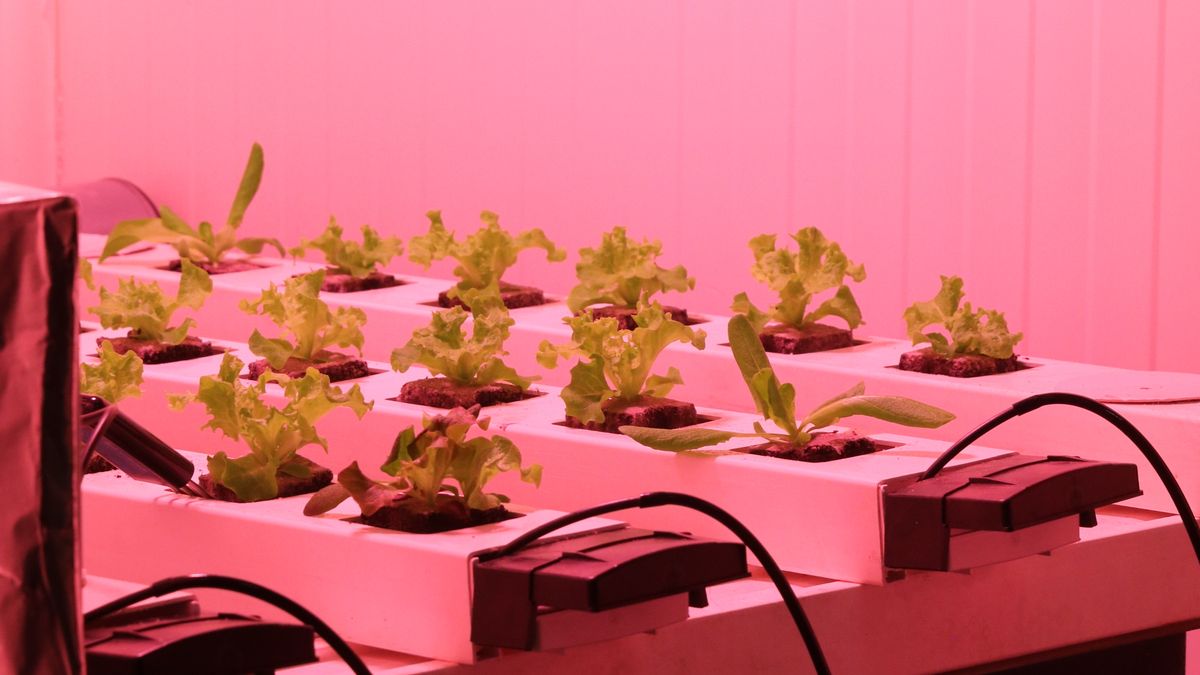 Comment aménager un jardin dherbes aromatiques en intérieur en 2026 - illustration