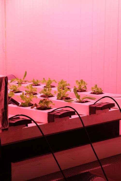 Micro hydroponic dutch bucket system with trellis
