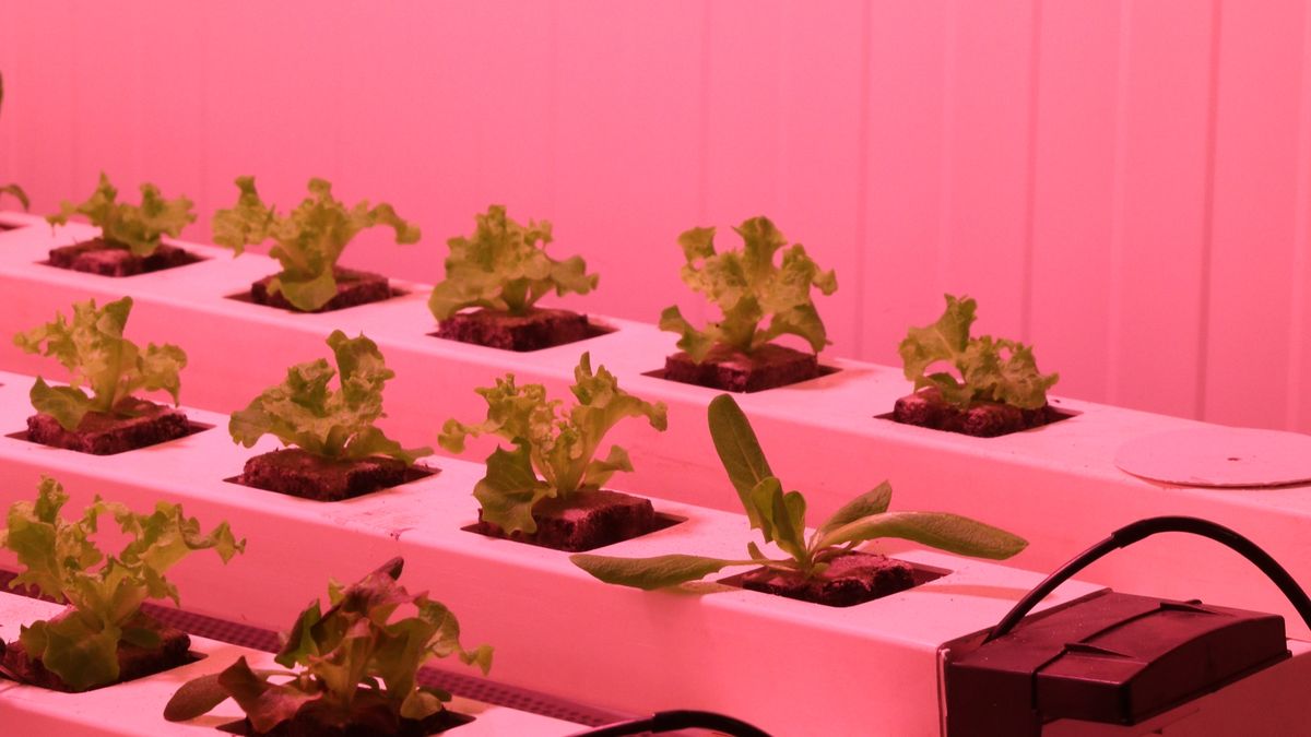 Comment créer un jardin dintérieur comestible en 2026 - illustration