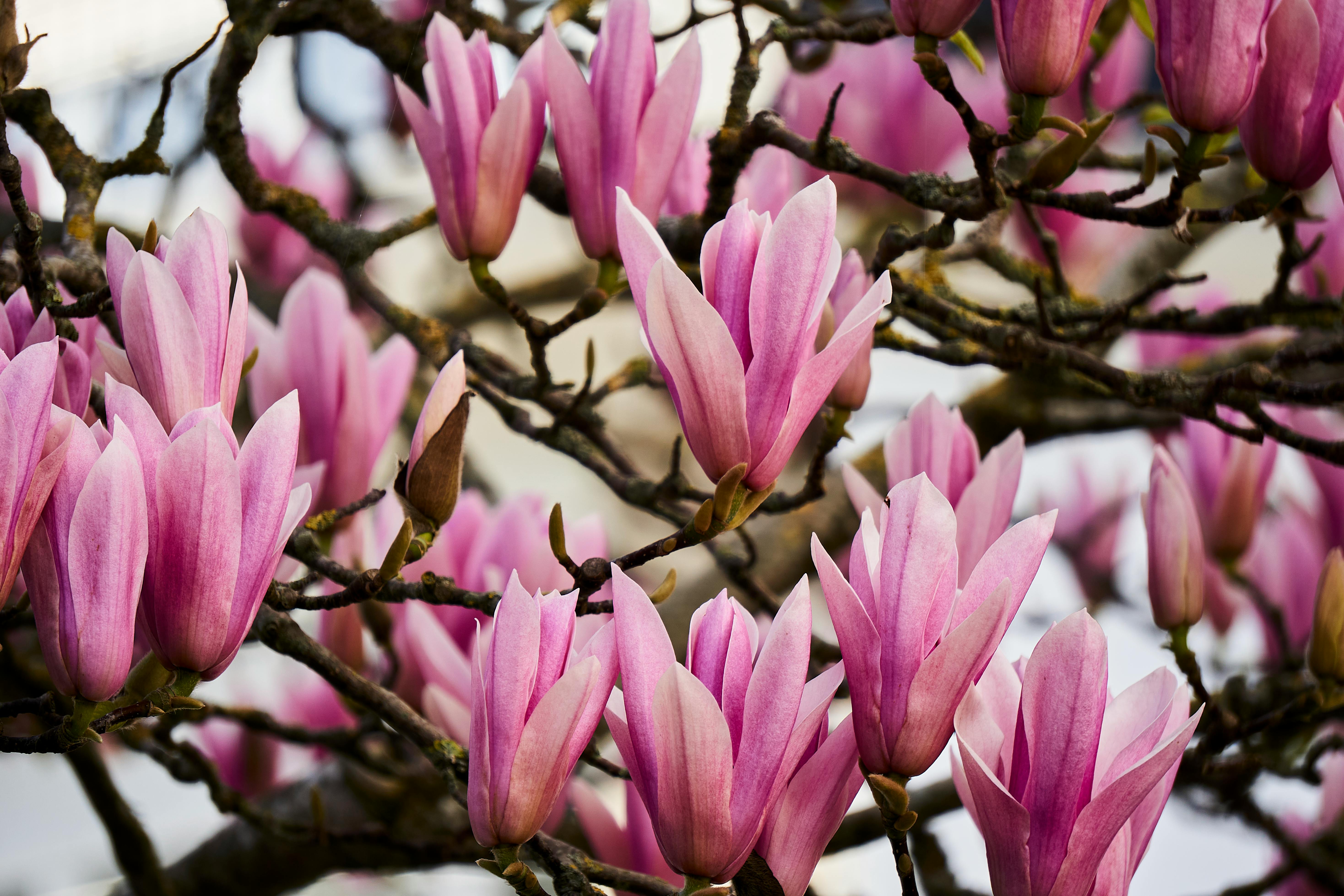 Magnolia’s AAA Hobbies To Close 2026 (Second Half). Iconic Hobby- Craft Emporium — Photo by Richard REVEL on Pexels