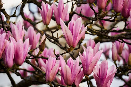Close-up of Pink Magnolia Flowers
