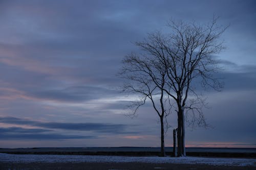 Foto profissional grátis de árvores, cenário, com frio