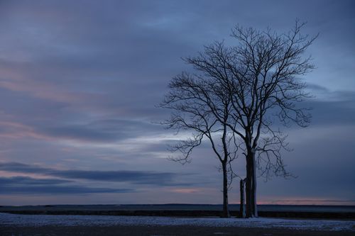 Free A bare tree stands alone against a moody winter twilight sky, creating a serene landscape. Stock Photo