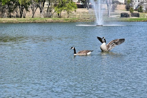 Free stock photo of geese, goose, waterfowl