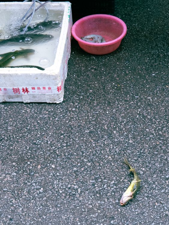 Dead Fish Lying on Asphalt · Free Stock Photo
