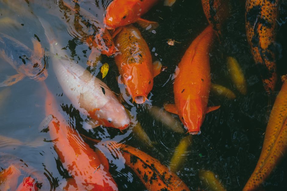 Colorful koi fish gather in a serene pond, showcasing natural beauty and tranquility.