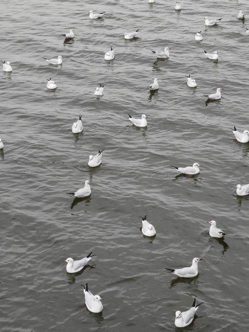 Free A vertical aerial shot capturing numerous seagulls floating on a tranquil sea. Stock Photo