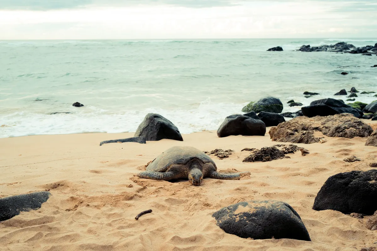 A green sea turtle resting on the sand at a North Shore beach on Oahu