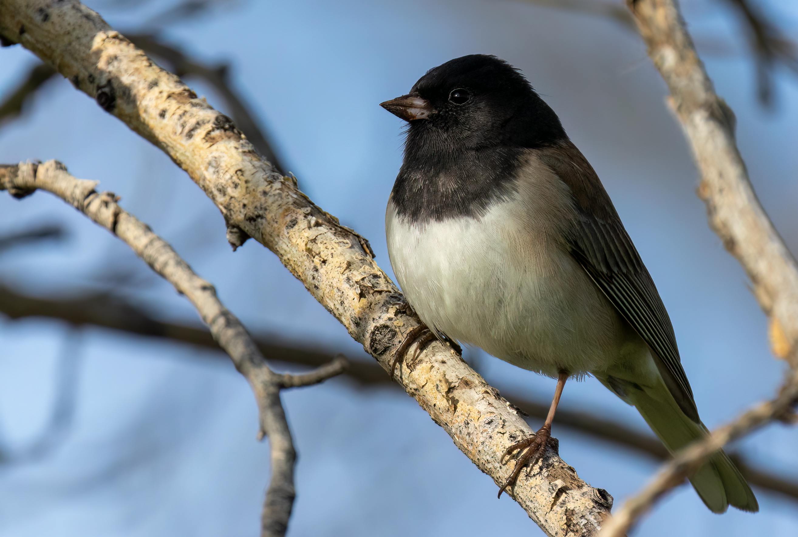 Dark Eyed Junco Photos, Download The BEST Free Dark Eyed Junco Stock ...