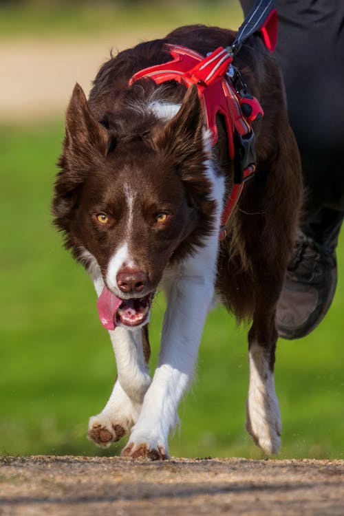 Close up of Running Dog