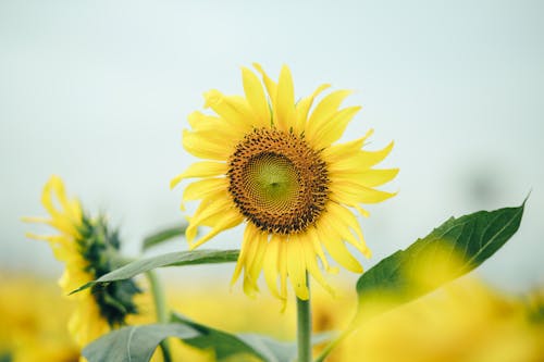 Close up of Sunflowers