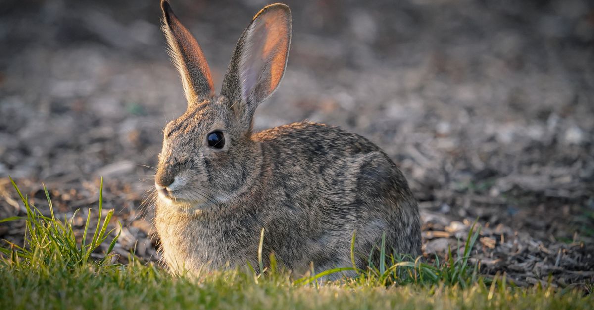 Gray Rabbit in a Shaded Clearing · Free Stock Photo