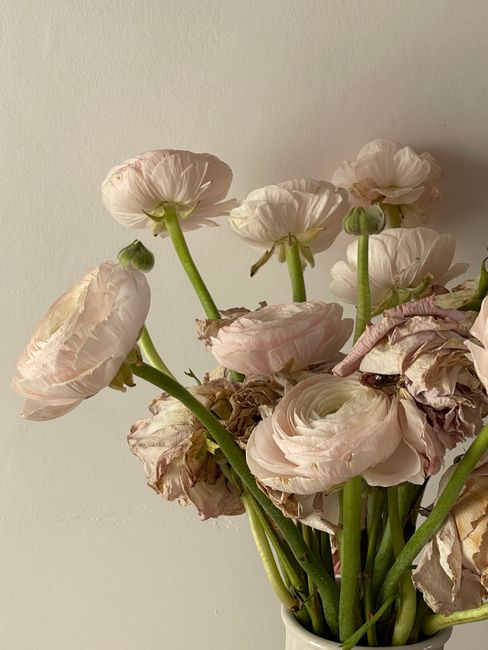 Aesthetic arrangement of ranunculus flowers, showcasing both fresh and wilted blooms against a neutral backdrop.