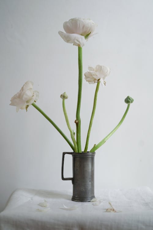 Základová fotografie zdarma na téma bílé pozadí, detail, květiny