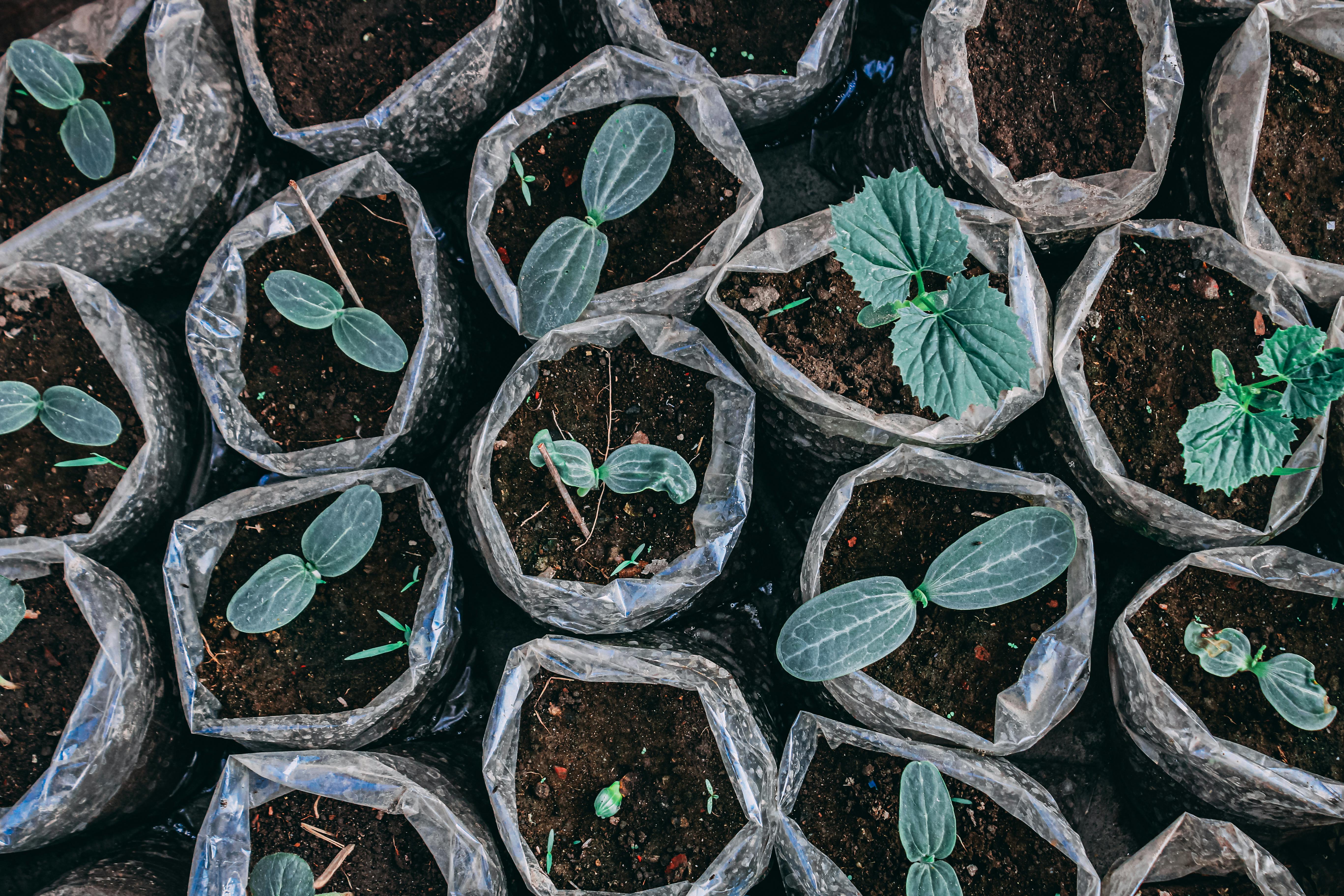 Seedling trays hardening off outdoors on a patio