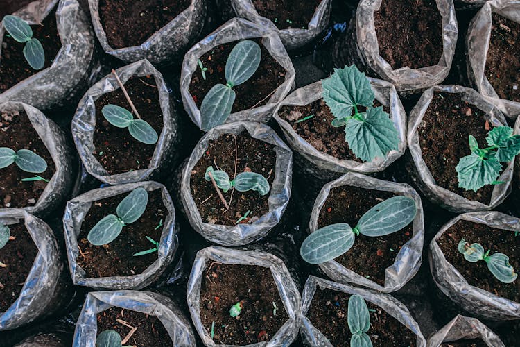 Saplings In Plastic Bags Of Dirt