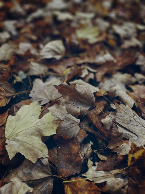 Free A detailed close-up of brown autumn leaves on the forest floor, highlighting nature's seasonal change. Stock Photo