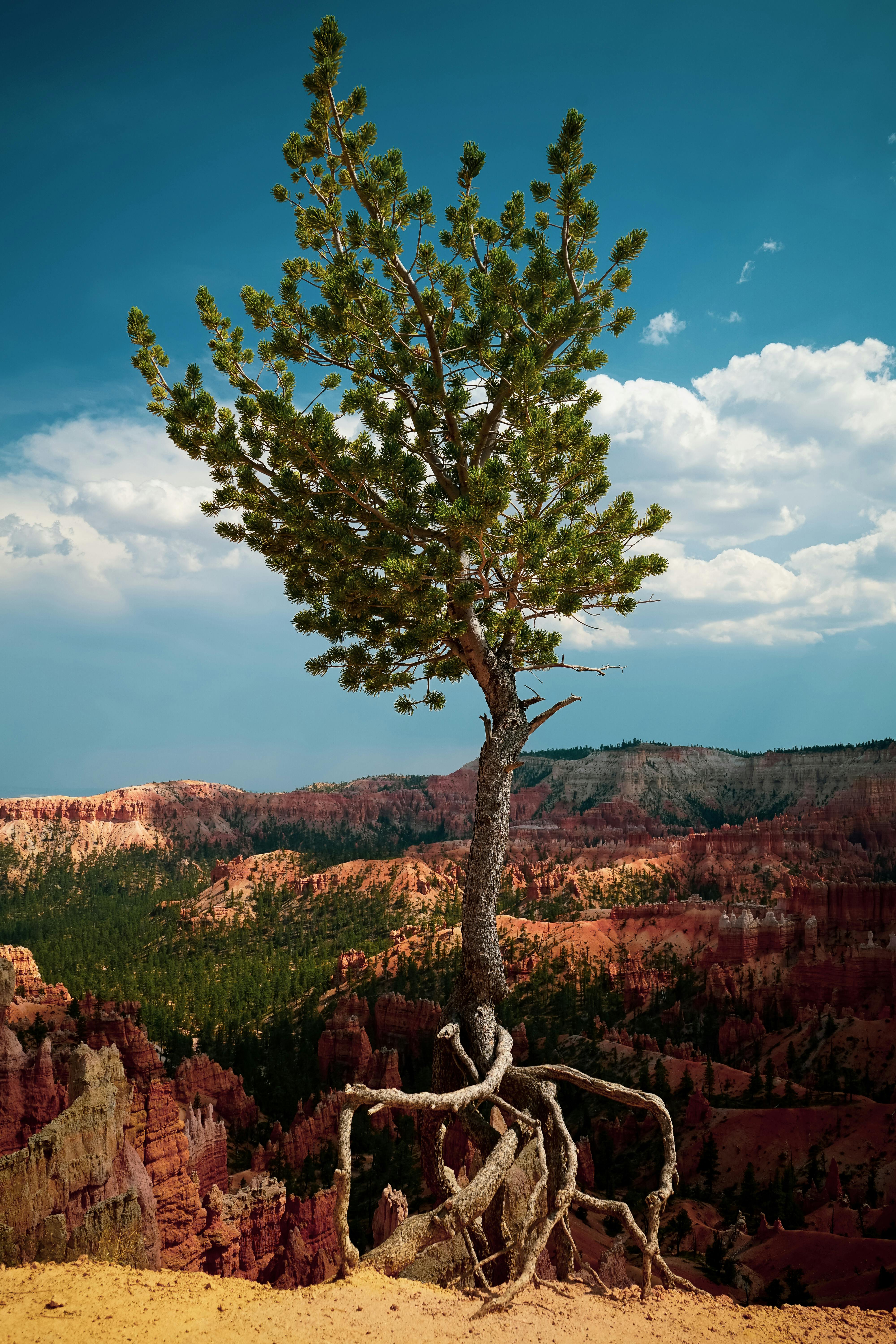 green leafed tree